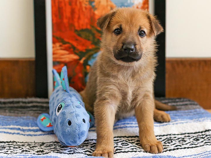 chinook puppy